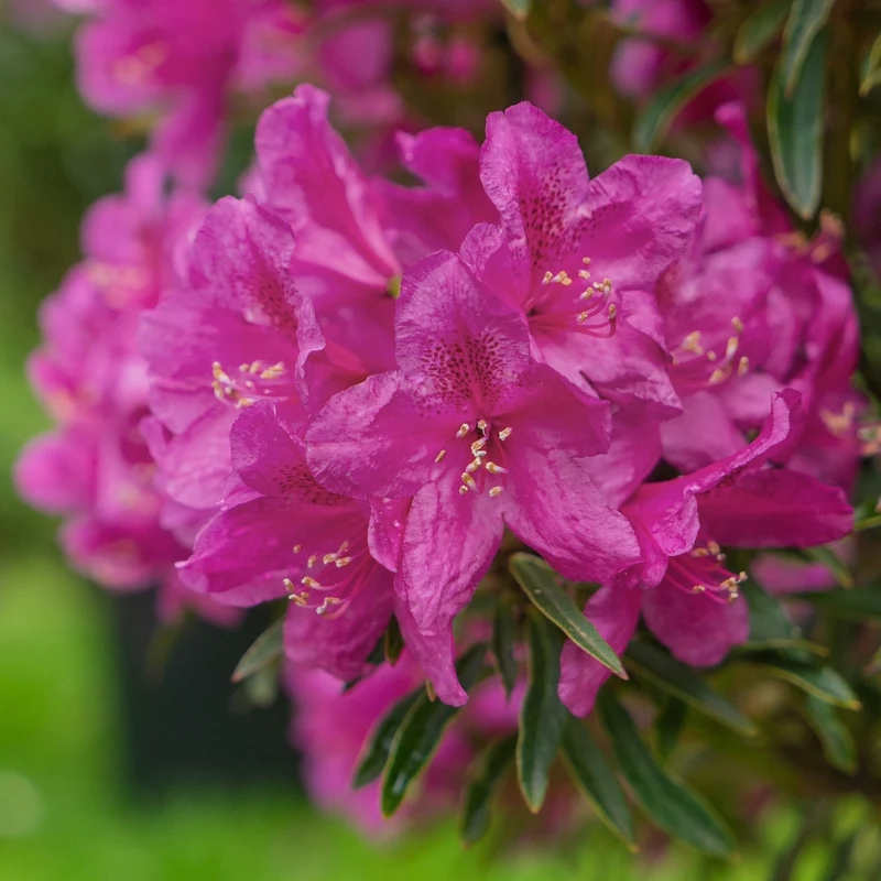 Rhododendron INKARHO® 'Grazeasy®' Purpurrosa