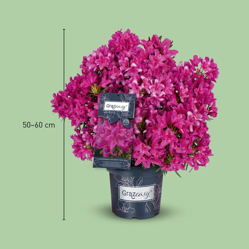 Rhododendron INKARHO® 'Grazeasy®' Purpurrosa