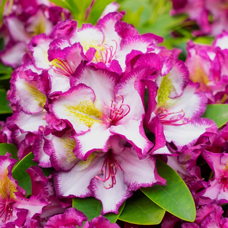 Rhododendron INKARHO® 'Happydendron®' Pink-Weiß