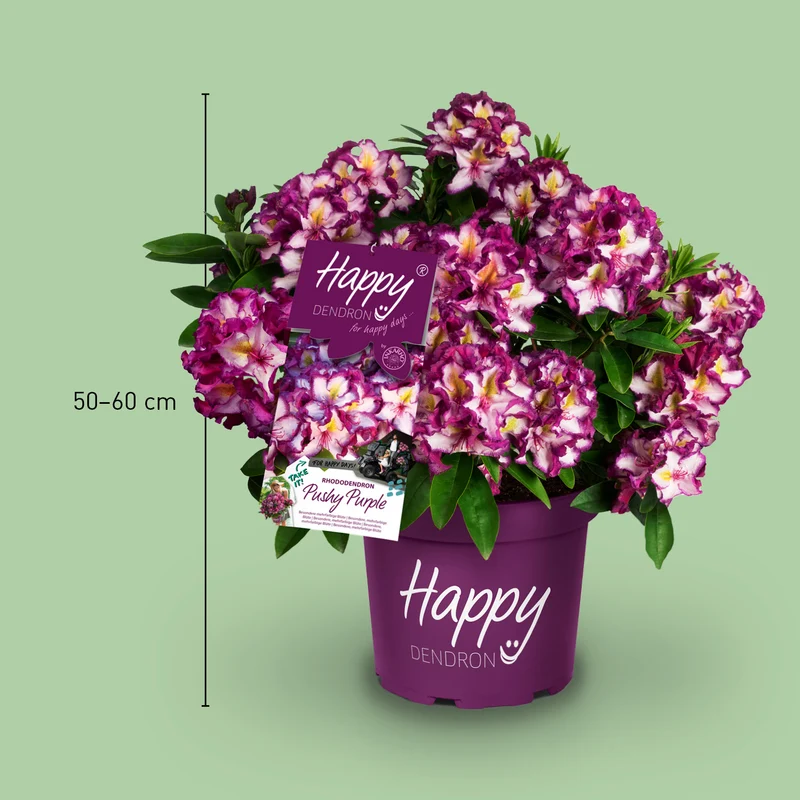 Rhododendron INKARHO® 'Happydendron®' Pink-Weiß