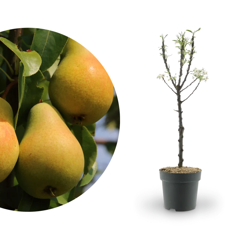 Bio-Zwergbirne 'Luisa'