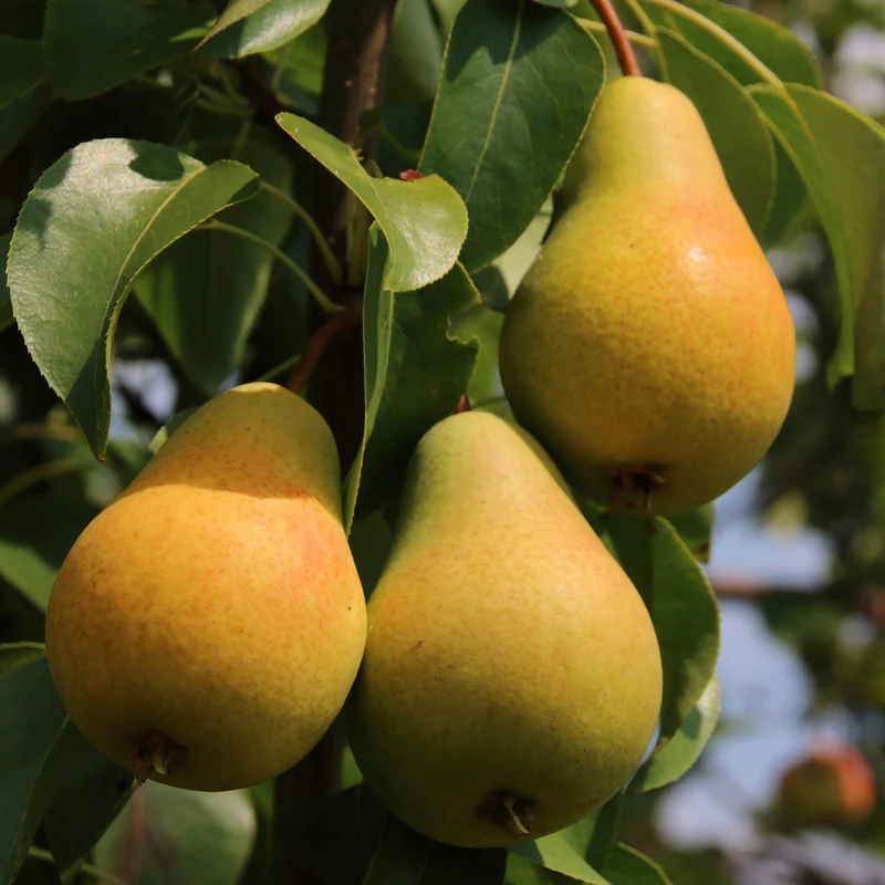 Bio-Zwergbirne 'Luisa'