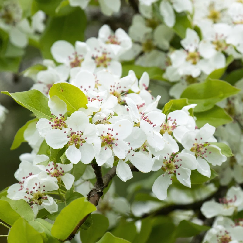 Bio-Zwergbirne 'Luisa'