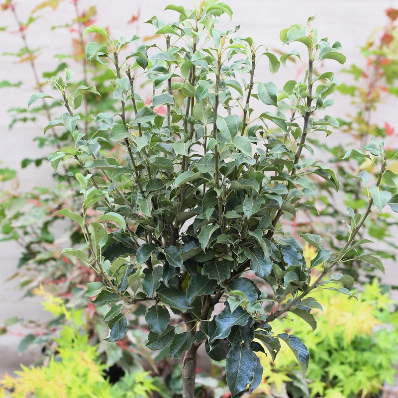 Bio-Zwergbirne 'Luisa'