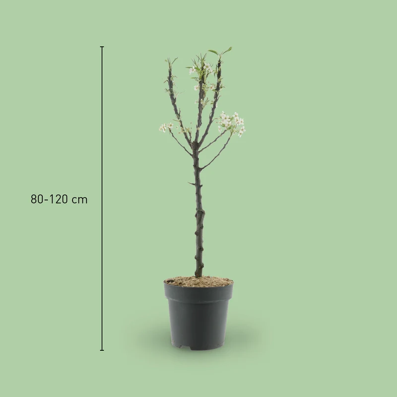 Bio-Zwergbirne 'Luisa'