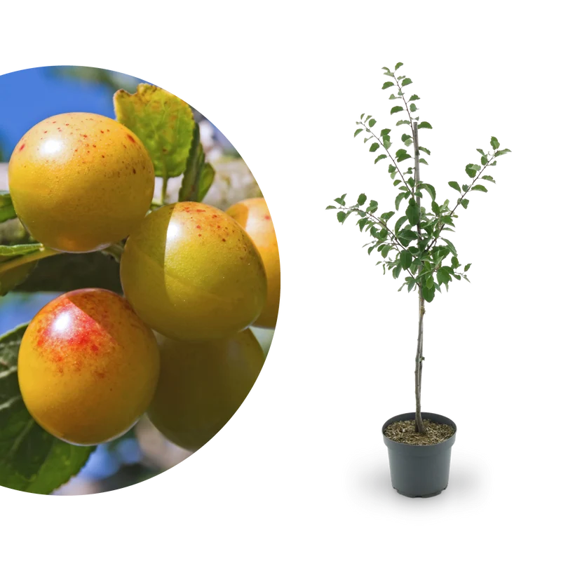 Bio-Mirabellenbaum 'Von Nancy'