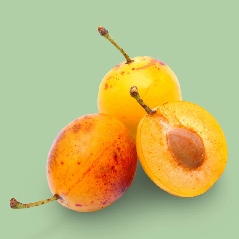Bio-Mirabellenbaum 'Von Nancy'
