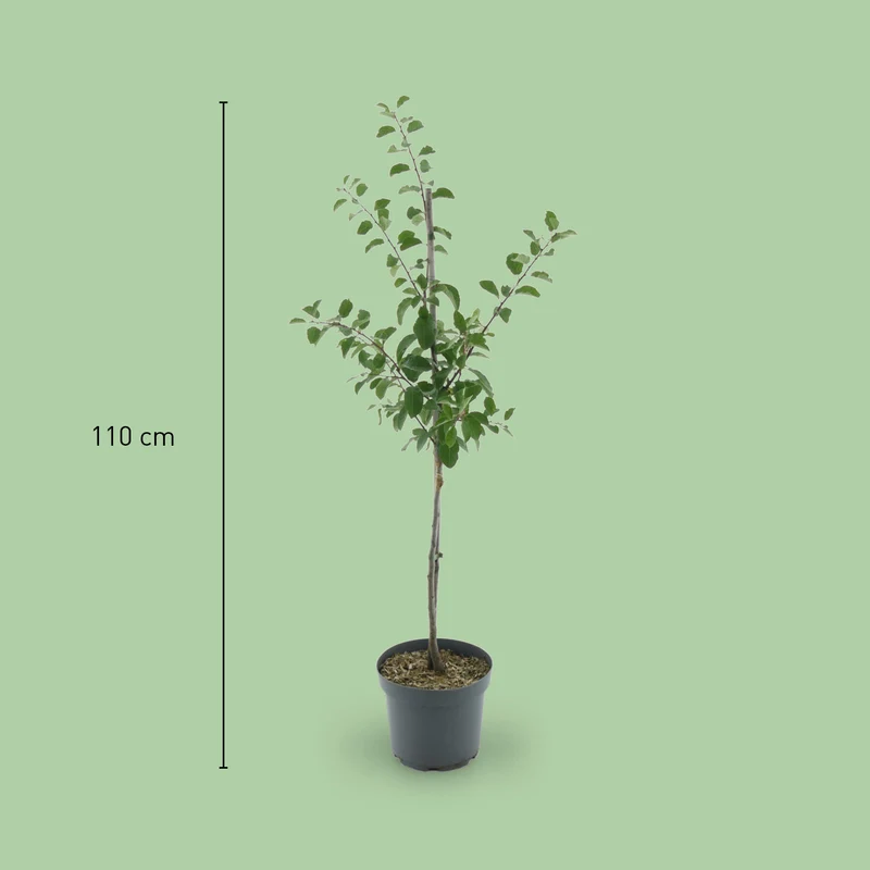 Bio-Mirabellenbaum 'Von Nancy'