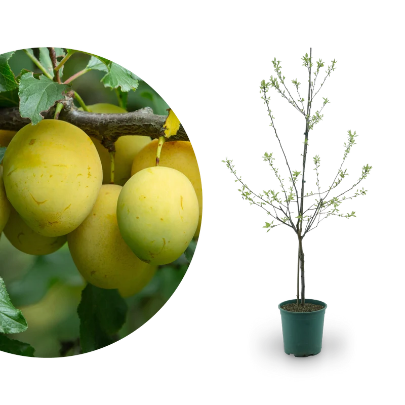 Bio-Pflaumenbaum 'Rheingold'
