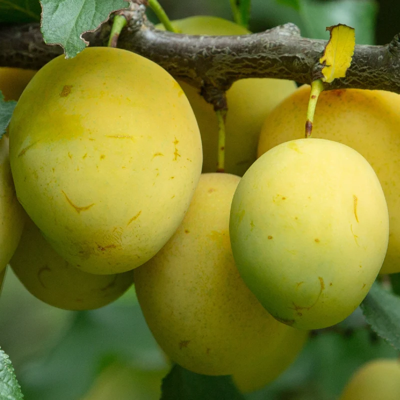 Bio-Pflaumenbaum 'Rheingold'