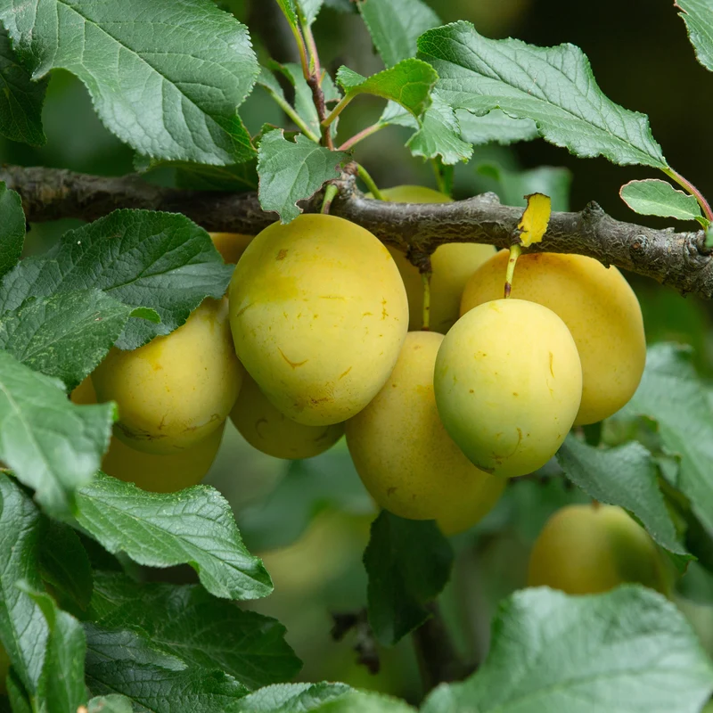 Bio-Pflaumenbaum 'Rheingold'