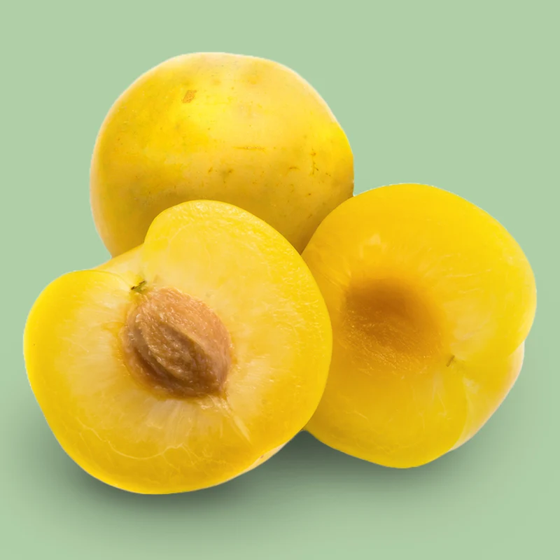 Bio-Pflaumenbaum 'Rheingold'