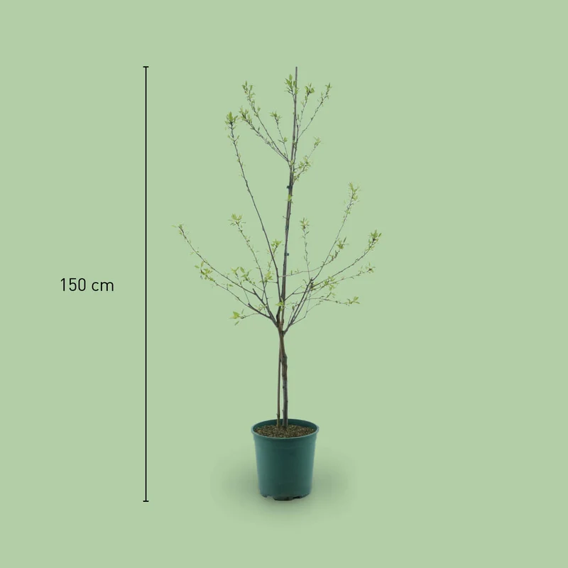 Bio-Pflaumenbaum 'Rheingold'