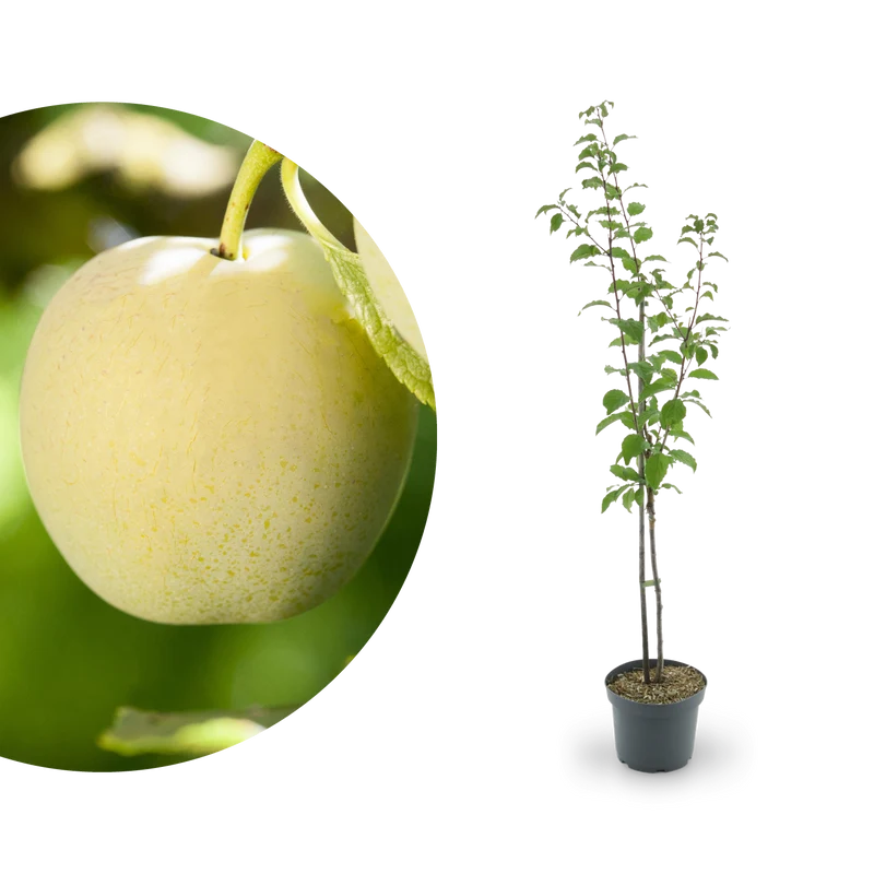 Bio-Pflaumenbaum 'Oullins Reneklode'