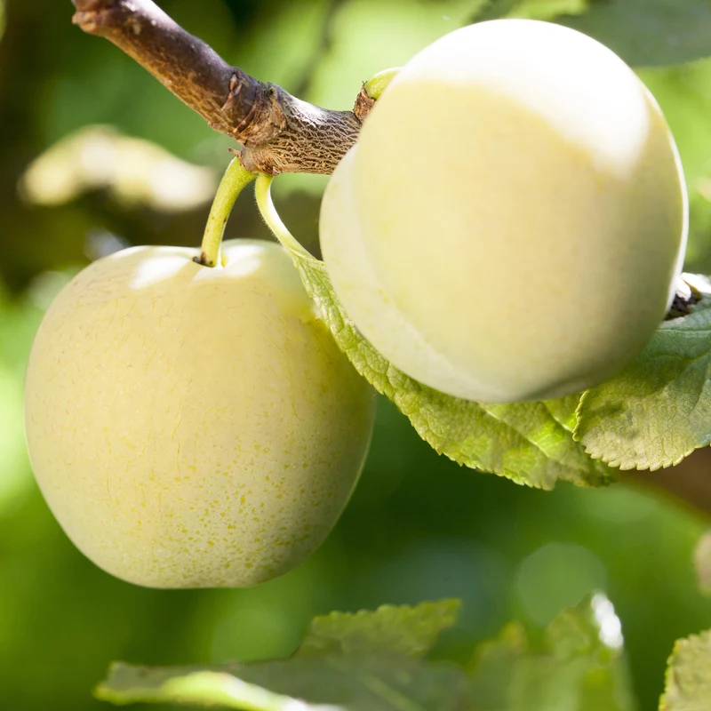 Bio-Pflaumenbaum 'Oullins Reneklode'