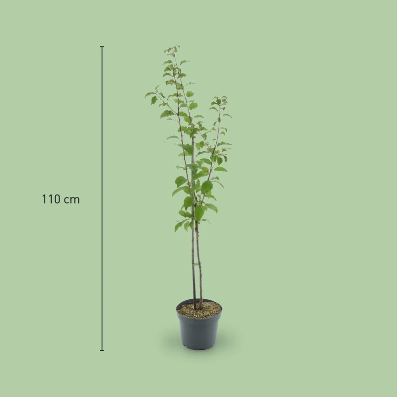 Bio-Pflaumenbaum 'Oullins Reneklode'