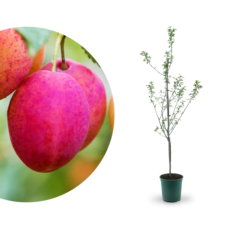 Bio-Pflaumenbaum 'Königin Viktoria'