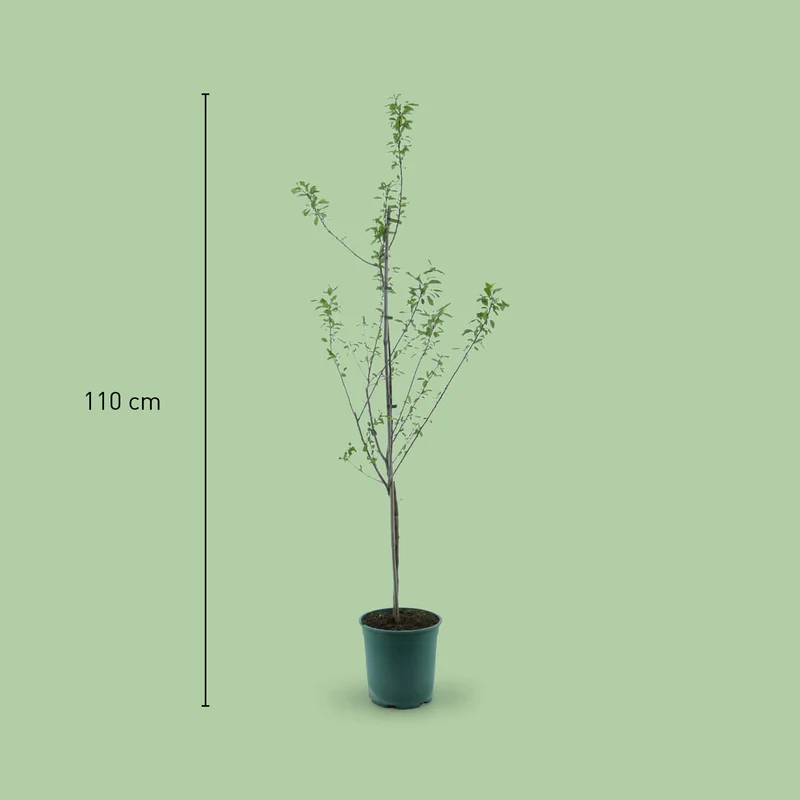 Bio-Pflaumenbaum 'Königin Viktoria'