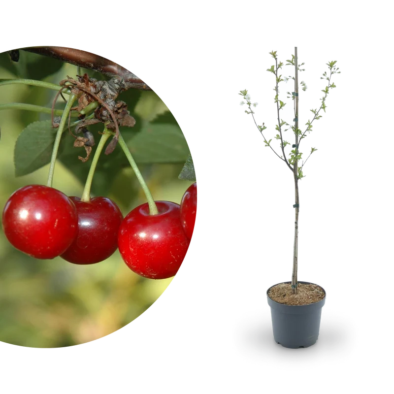 Bio-Sauerkirschbaum 'Morellenfeuer'