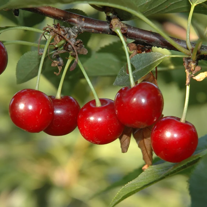 Bio-Sauerkirschbaum 'Morellenfeuer'
