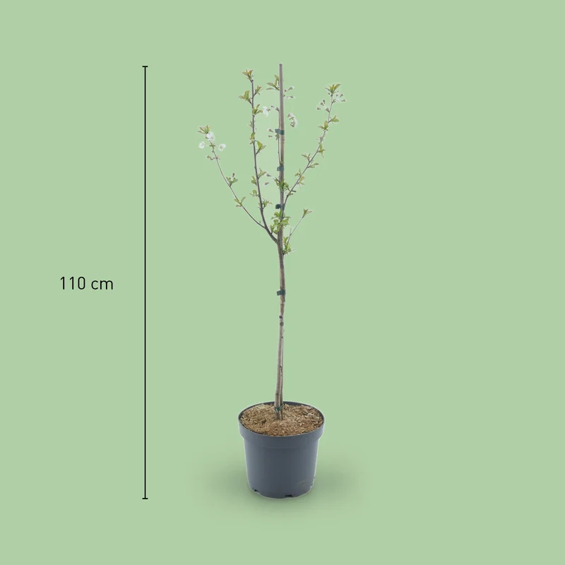 Bio-Sauerkirschbaum 'Morellenfeuer'