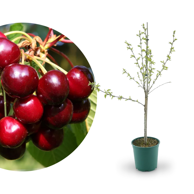 Bio-Kirschbaum 'Aida'