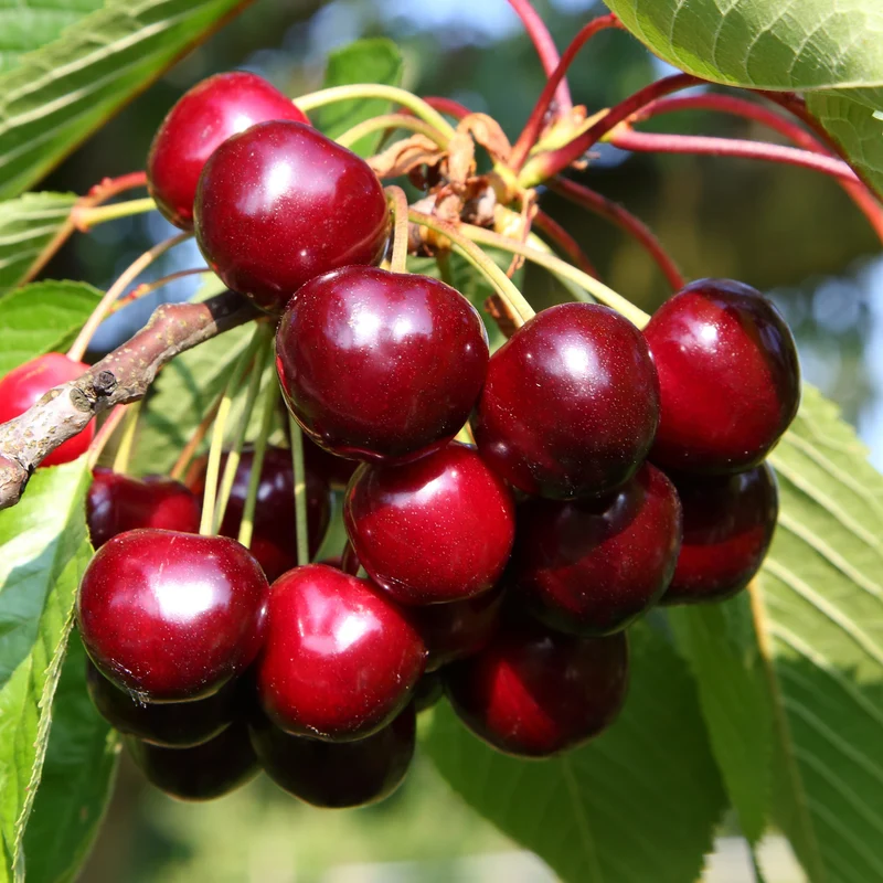 Bio-Kirschbaum 'Aida'