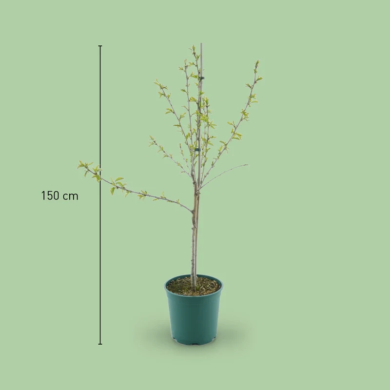 Bio-Kirschbaum 'Aida'
