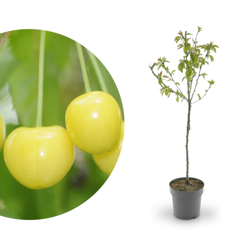 Bio-Kirschbaum 'Dönissens Gelbe Knorpelkirsche'