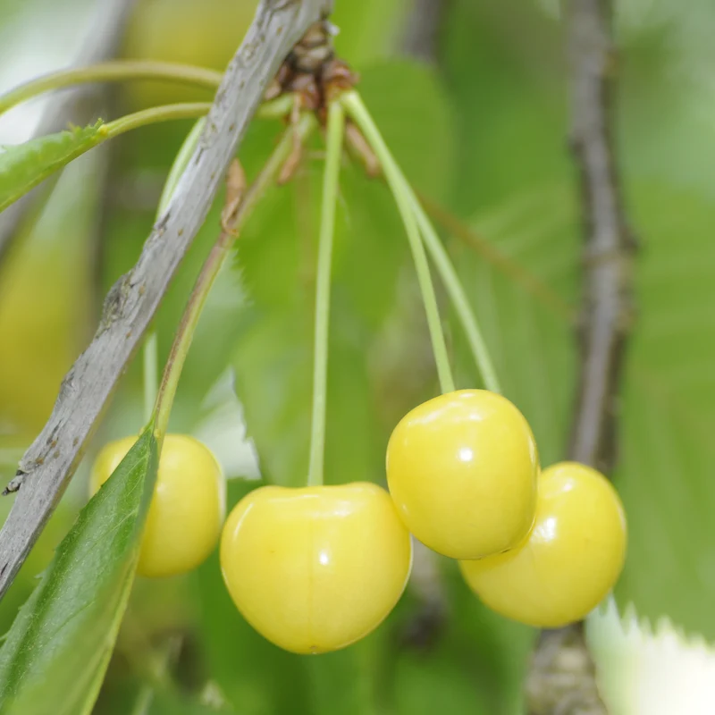 Bio-Kirschbaum 'Dönissens Gelbe Knorpelkirsche'