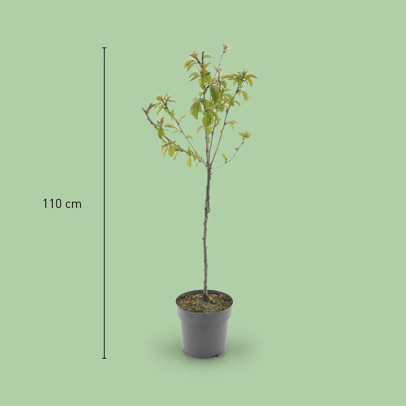 Bio-Kirschbaum 'Dönissens Gelbe Knorpelkirsche'