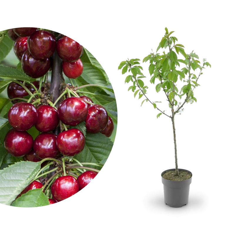 Bio-Kirschbaum 'Erika'