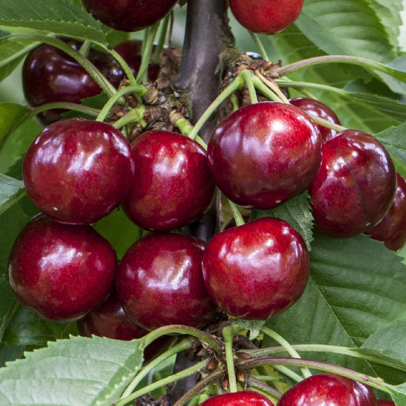 Bio-Kirschbaum 'Erika'