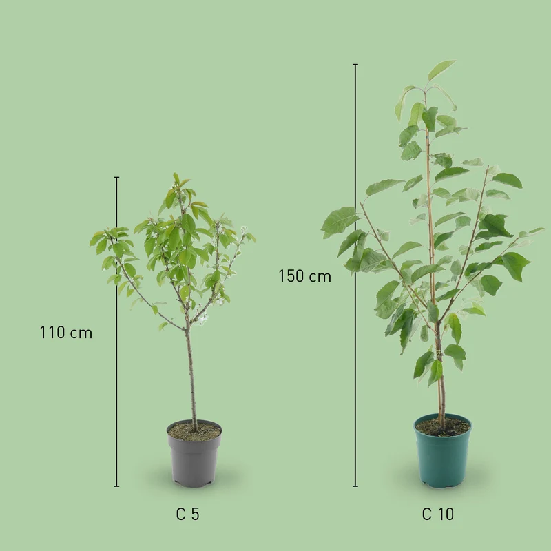 Bio-Kirschbaum 'Erika'