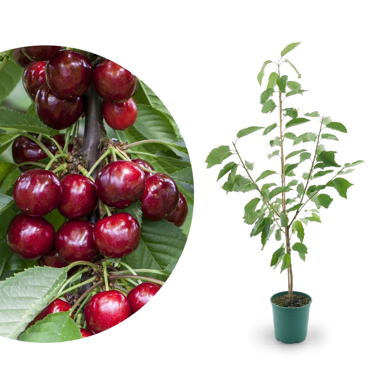 Bio-Kirschbaum 'Erika'