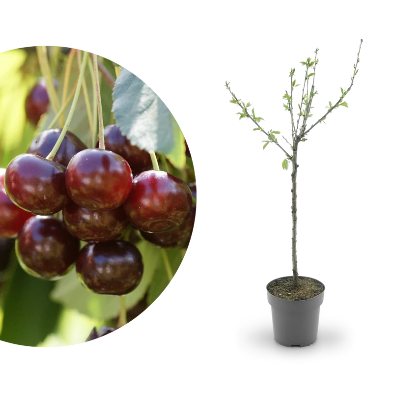 Bio-Kirschbaum 'Große Schwarze Knorpelkirsche'