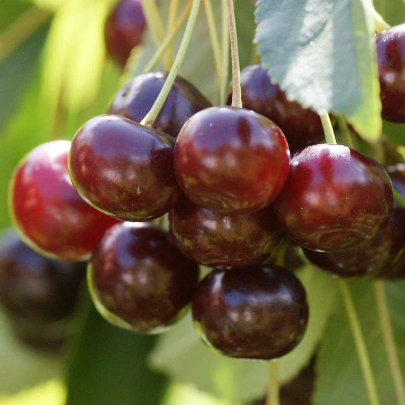 Bio-Kirschbaum 'Große Schwarze Knorpelkirsche'