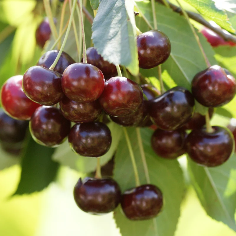 Bio-Kirschbaum 'Große Schwarze Knorpelkirsche'