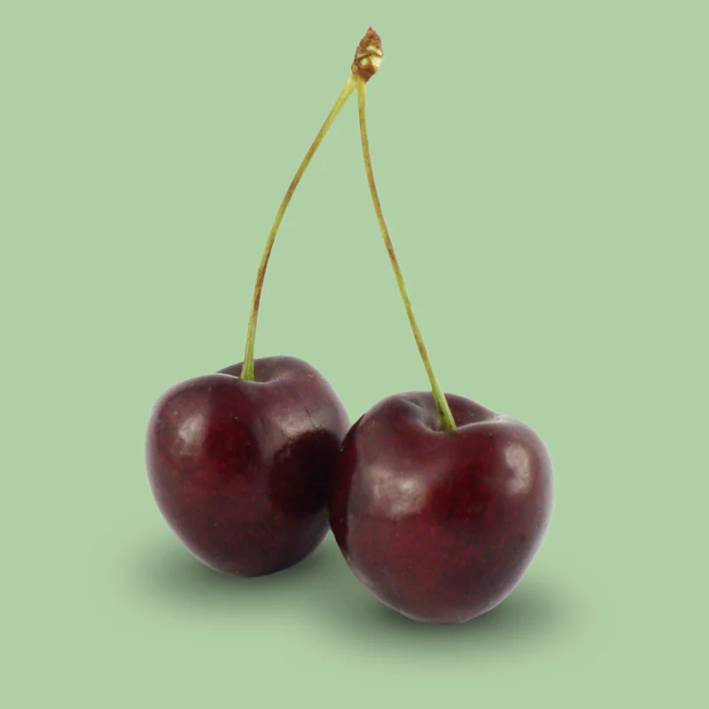 Bio-Kirschbaum 'Große Schwarze Knorpelkirsche'