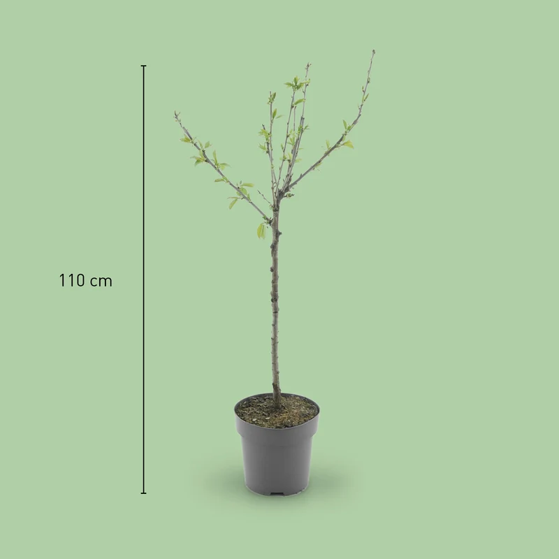 Bio-Kirschbaum 'Große Schwarze Knorpelkirsche'