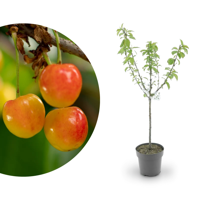 Bio-Kirschbaum 'Büttners Rote Knorpelkirsche'