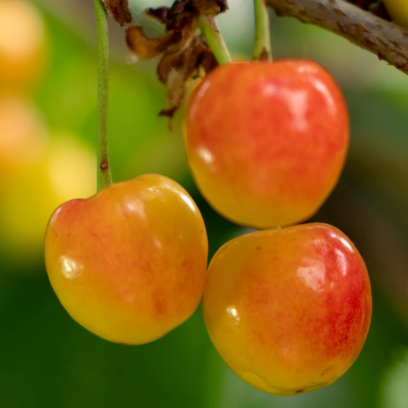 Bio-Kirschbaum 'Büttners Rote Knorpelkirsche'
