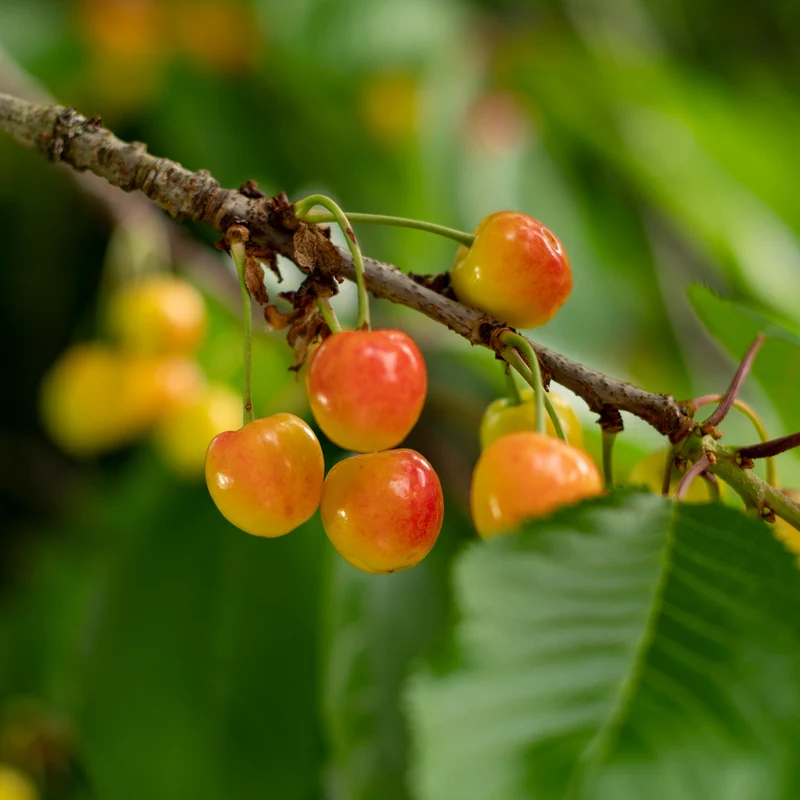 Bio-Kirschbaum 'Büttners Rote Knorpelkirsche'