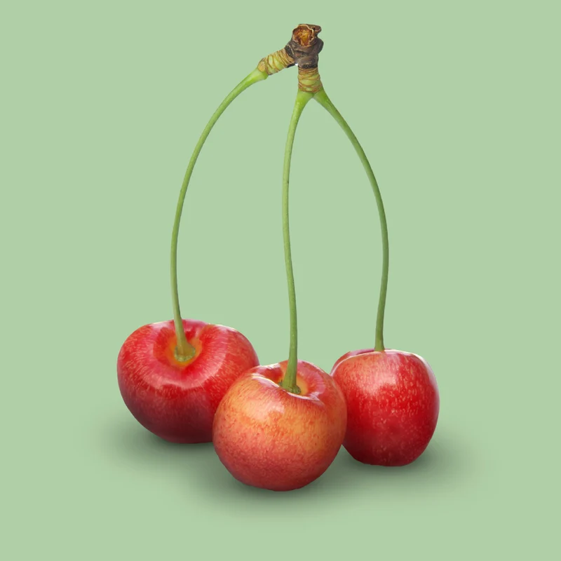 Bio-Kirschbaum 'Büttners Rote Knorpelkirsche'