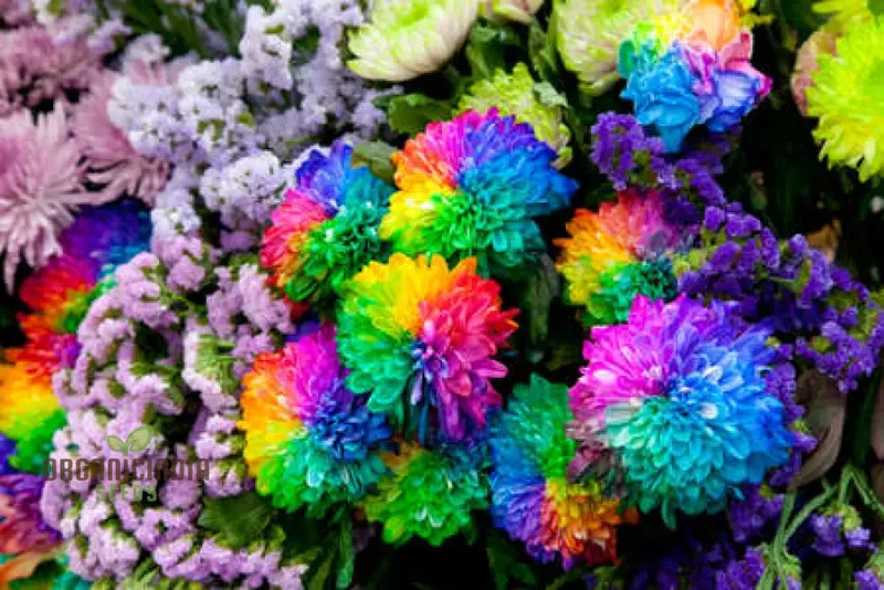 Rainbow Portulaca Flower Seeds, Expert Planting and Gardening Guide for a Colorful Bloom