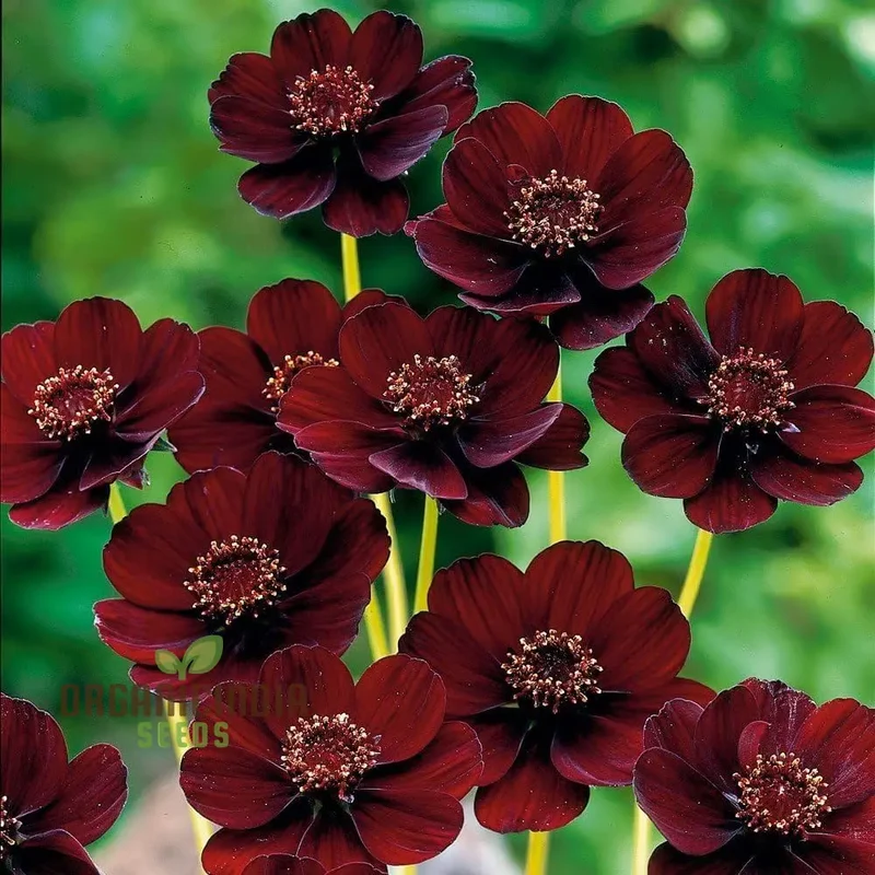 Cosmos Chocolate Flower Seeds Planting Guide Included for Vibrant Blooms