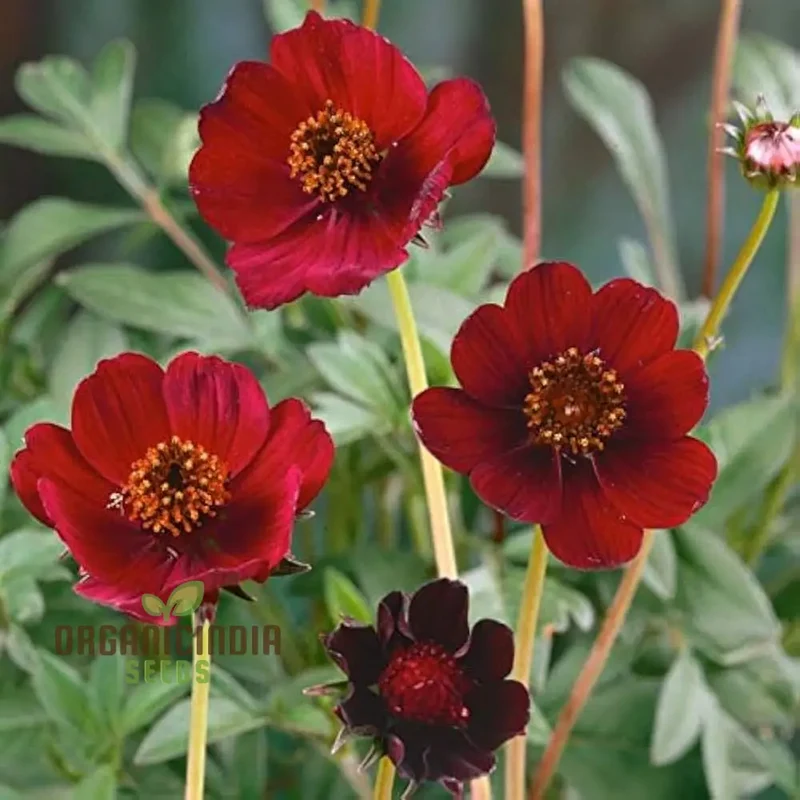 Cosmos Chocolate Flower Seeds Planting Guide Included for Vibrant Blooms