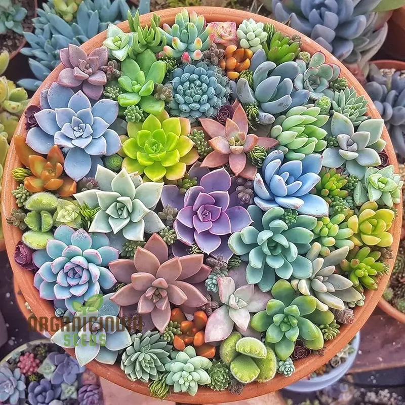 Anti-Radiation Mix Succulents Seeds Pack â€“ Grow Indoor & Outdoor All-Season Varieties to Keep Your Family Safe, Perfect for Home Gardening Enthusiasts, Premium Succulent Seeds Collection