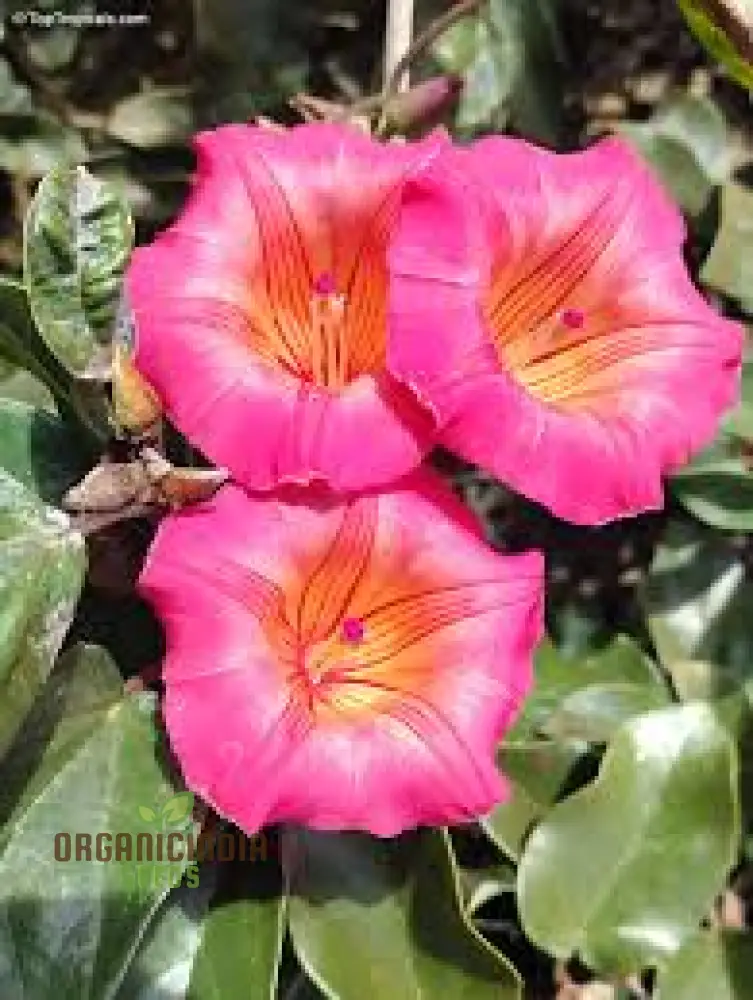 Hawaiian Sunset Vine Flower Seeds for Vibrant Tropical Gardening, Perfect for Lush Gardens