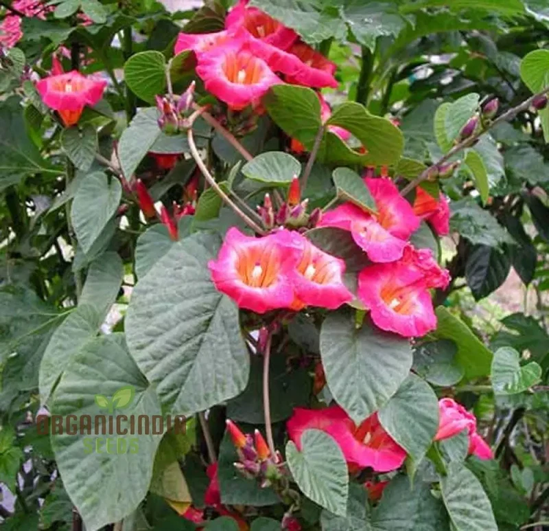Hawaiian Sunset Vine Flower Seeds for Vibrant Tropical Gardening, Perfect for Lush Gardens